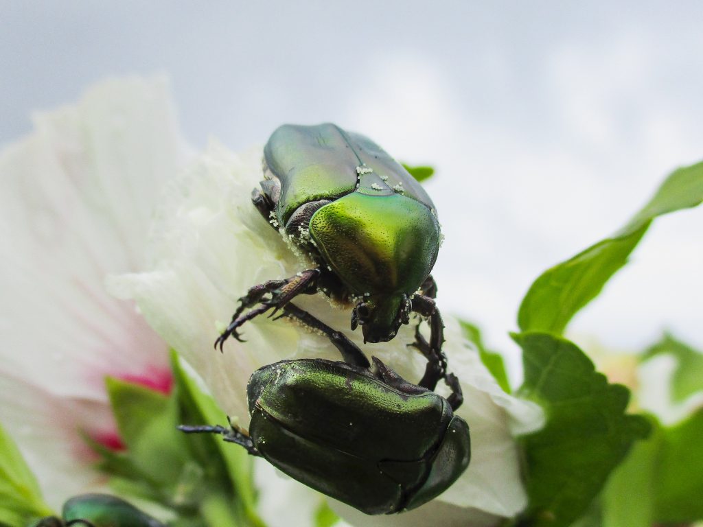 Cara Budi Daya Kumbang Tanduk