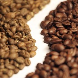 biji kopi arabika dan robusta Indonesia untuk ekspor global